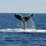 Whale Whatching